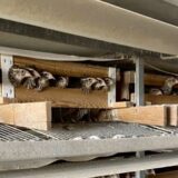 2025.4.25幡野ファーム、ある日の農場の１日