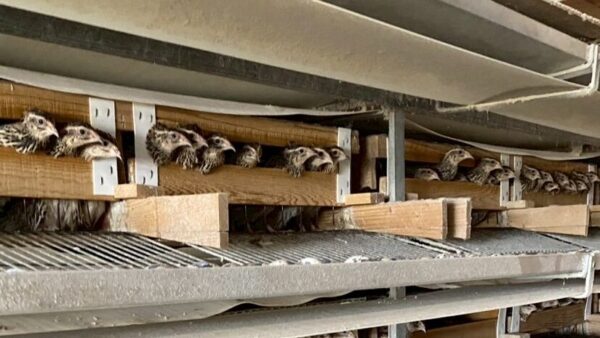 2025.4.25幡野ファーム、ある日の農場の１日