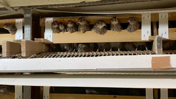 2025.4.3 農場の風景、狭くないですか？