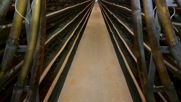 2025.4.17幡野ファーム、農場の風景 ながーーいです