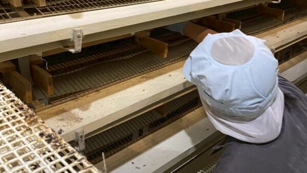 2025.4.4 幡野ファーム　成鶉移動と新入staff