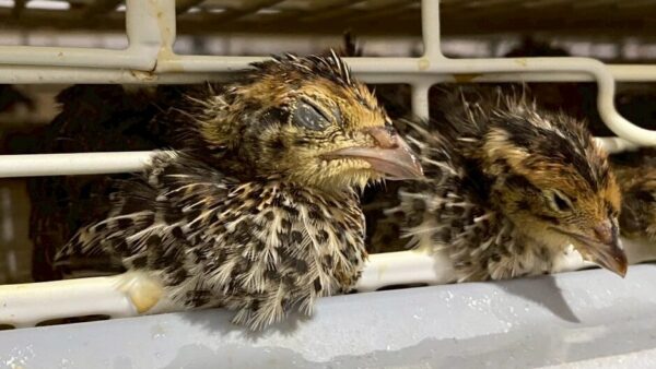 2025.4.9幡野ファーム、TikTok撮影風景①📸