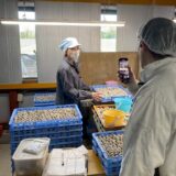 2025.4.9幡野ファーム、TikTok撮影風景④📸