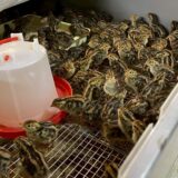 2025.4.14　幡野ファーム、かわいらしいうずらたち