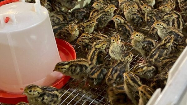 2025.4.14　幡野ファーム、かわいらしいうずらたち