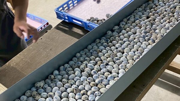 2025.5.1幡野ファーム、入卵作業