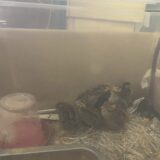 2025.5.12幡野ファーム、農場の風景