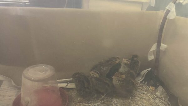 2025.5.12幡野ファーム、農場の風景