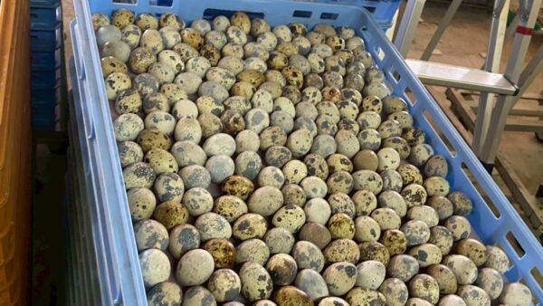 2025.5.22幡野ファーム、農場の風景