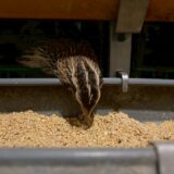 2025.5.23幡野ファーム、農場の風景