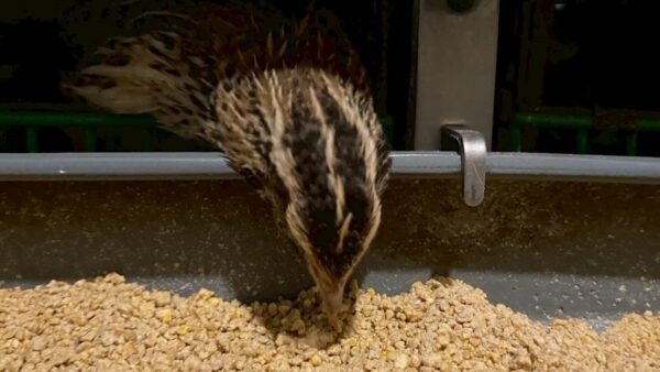 2025.5.23幡野ファーム、農場の風景