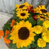 2025.5.27幡野ファーム、農場の風景