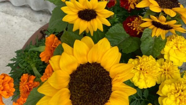 2025.5.27幡野ファーム、農場の風景