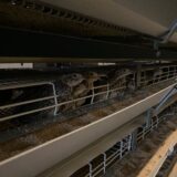 2025.5.27幡野ファーム、農場の風景