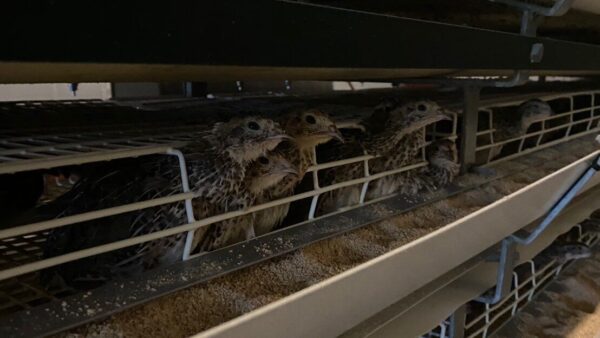 2025.5.27幡野ファーム、農場の風景