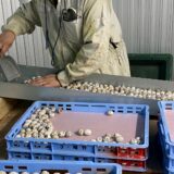 2025.5.29幡野ファーム、入卵作業