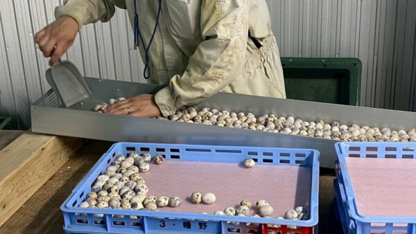 2025.5.29幡野ファーム、入卵作業