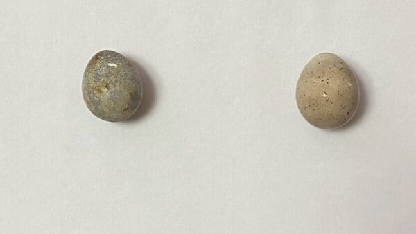 2025.5.30 幡野ファーム、少し変わったたまごたち