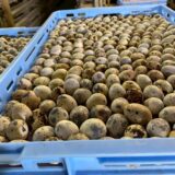 2025.5.30幡野ファーム、農場の風景