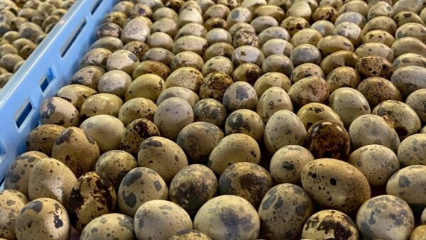 2025.5.30幡野ファーム、農場の風景