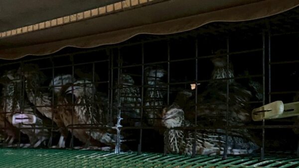 2025.5.9幡野ファーム、農場の風景