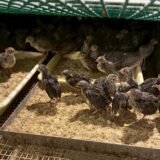 2025.5.9幡野ファーム、育成舎のひな