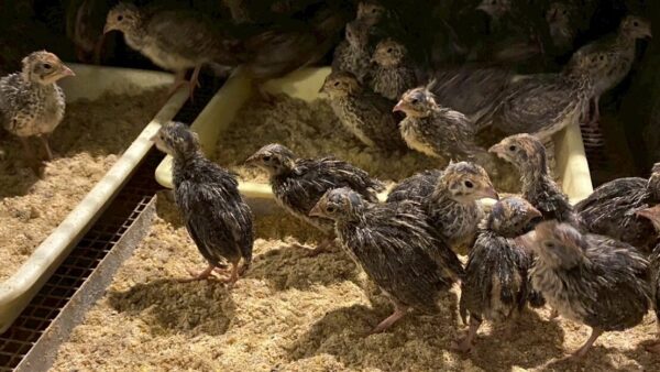 2025.5.9幡野ファーム、育成舎のひな