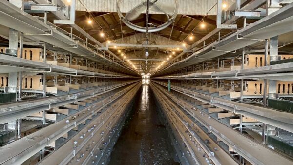 2025.5.8幡野ファーム、農場の風景