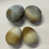 2025.6.10幡野ファーム、変わったたまご2