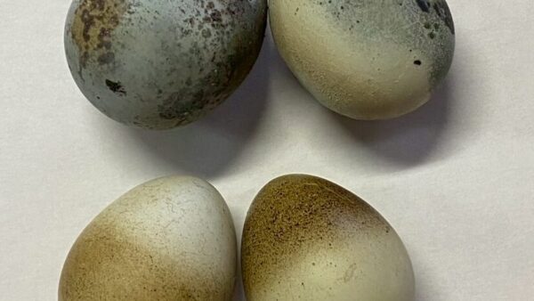 2025.6.10幡野ファーム、変わったたまご2