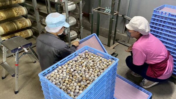 2025.6.10幡野ファーム、農場の風景