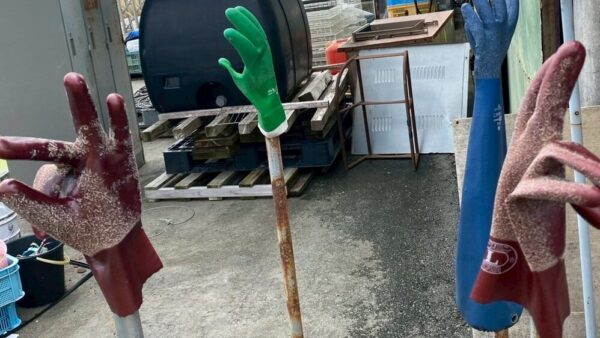 2025.6.12幡野ファーム、成鶉舎の風景