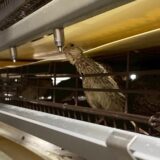 2025.6.16幡野ファーム、ワクチン接種