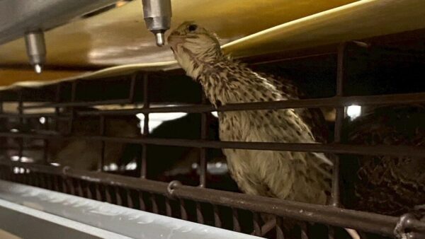 2025.6.16幡野ファーム、ワクチン接種