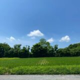 2025.6.17幡野ファーム、農場の風景