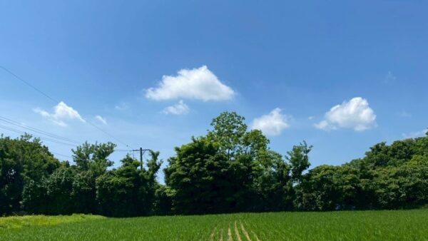 2025.6.17幡野ファーム、農場の風景