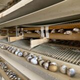 2025.6.19幡野ファーム、農場の風景