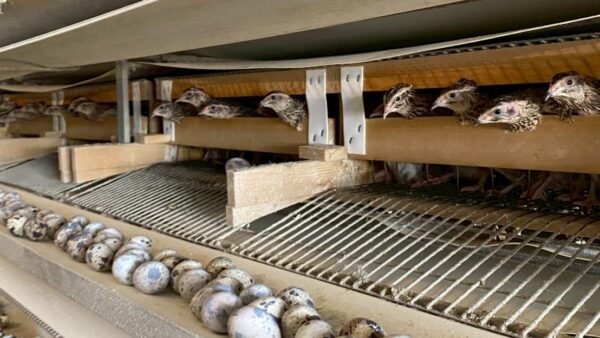 2025.6.19幡野ファーム、農場の風景