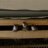 2025.6.24幡野ファーム、農場の様子