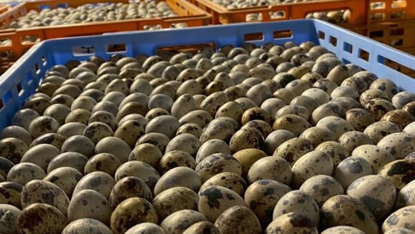 2025.6.26幡野ファーム、休憩中の成鶉舎