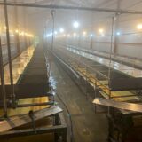 2025.6.3幡野ファーム、育成洗浄