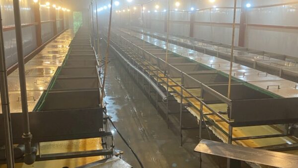 2025.6.3幡野ファーム、育成洗浄