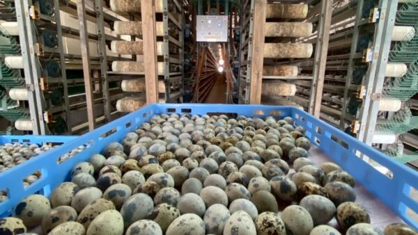 2025.7.8　幡野ファーム　農場の風景