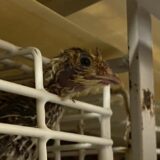 2025.7.14幡野ファーム、育成移動