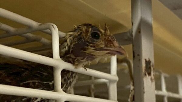 2025.7.14幡野ファーム、育成移動