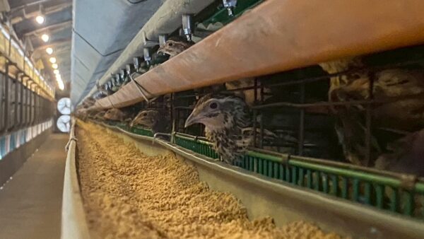 2025.7.17幡野ファーム、農場の風景