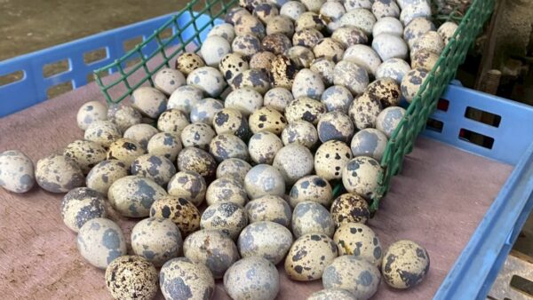 2025.7.4幡野ファーム、出荷作業